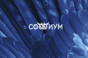 Завершился первый этап олимпиады «Софиум»